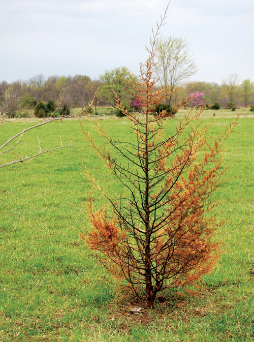 Fire in Pasture